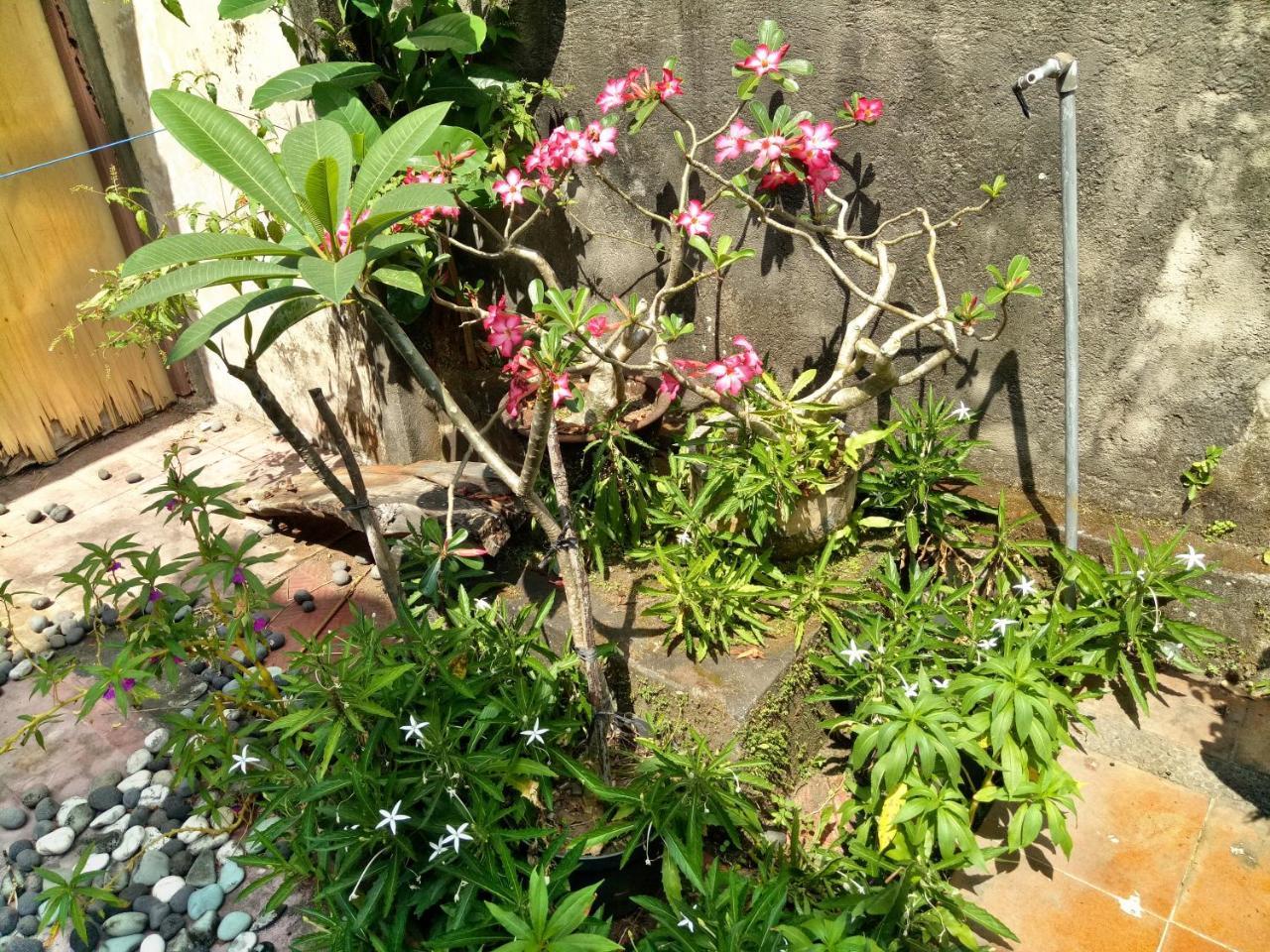 苏安迪之家住宿加早餐旅馆 乌布 外观 照片